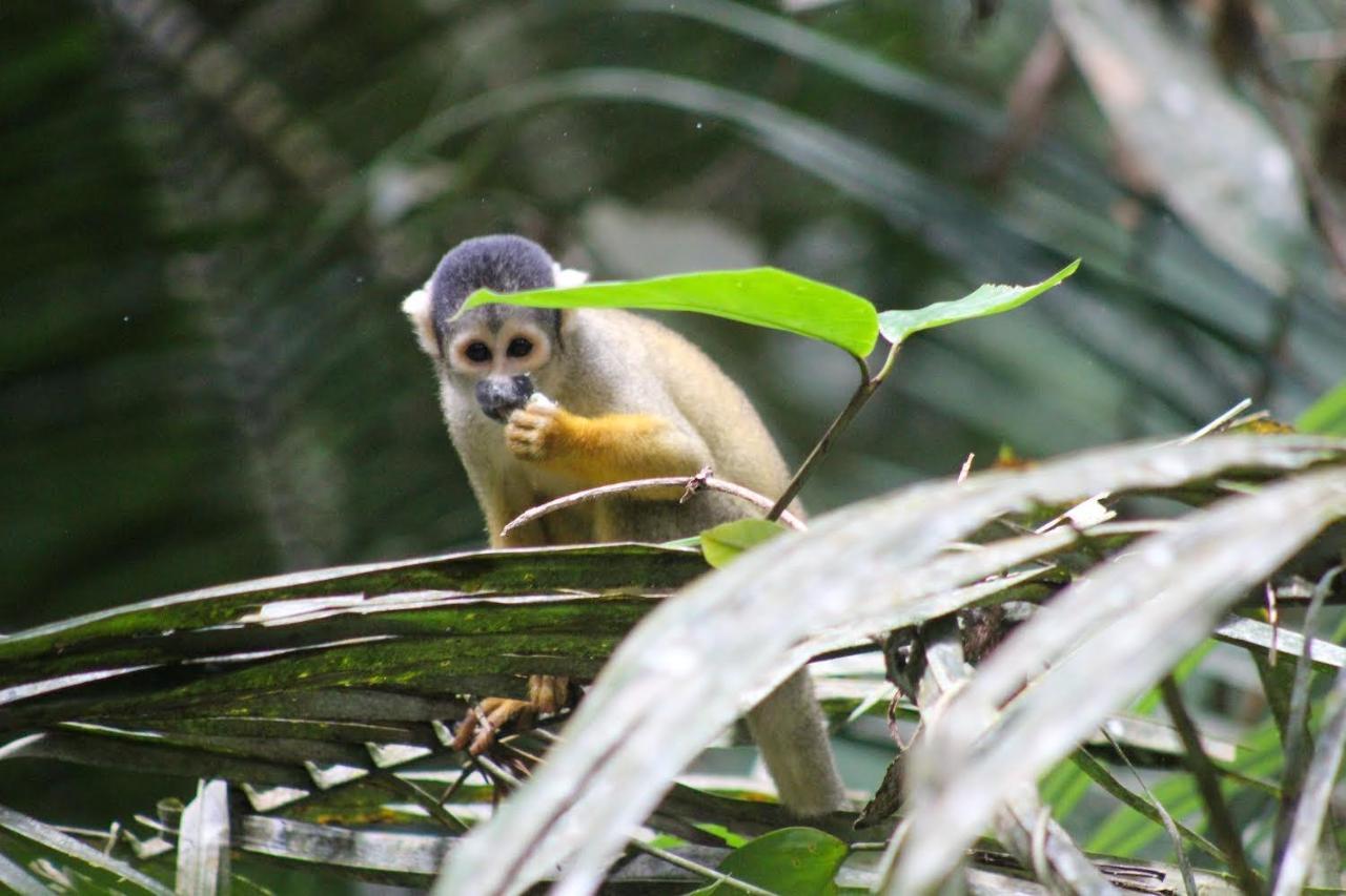 Tronco Tambopata Adventure Hotell Puerto Maldonado Eksteriør bilde