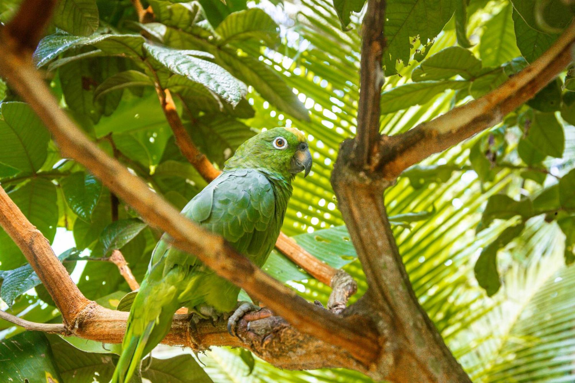 Tronco Tambopata Adventure Hotell Puerto Maldonado Eksteriør bilde